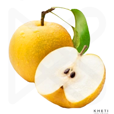 Japanese Pear (Naspati)